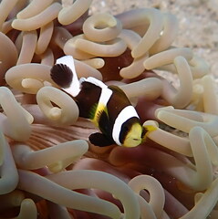 Amphiprion akindynos