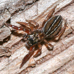 Marpissa lineata