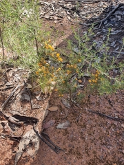 Pultenaea largiflorens