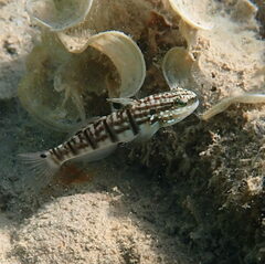 Amblygobius phalaena