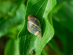 Bulimulus
