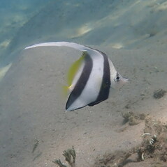 Heniochus acuminatus