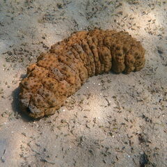 Stichopus herrmanni