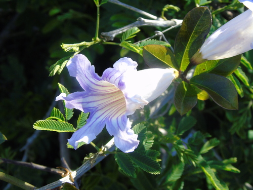 Bignonia callistegioides