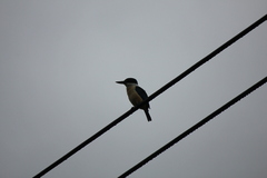 Todiramphus sanctus vagans