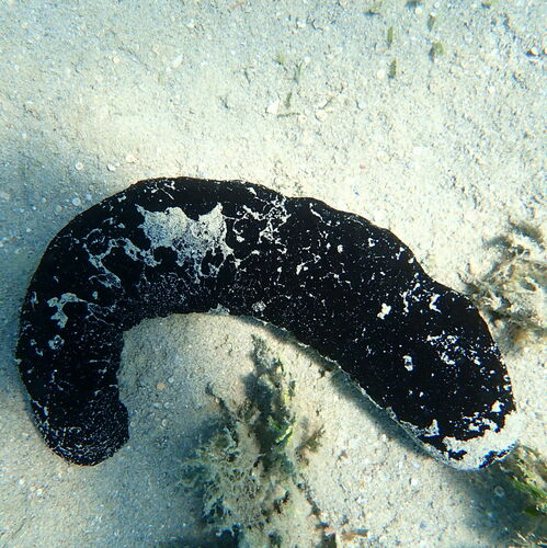 Lollyfish Sea Cucumber, photo 2 of 10