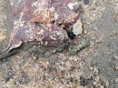 Ponerinae