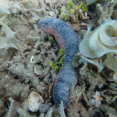 Holothuria edulis