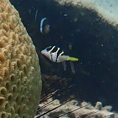 Canthigaster valentini