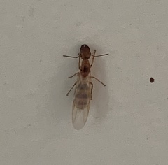 Colobopsis macrocephala