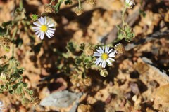 Calotis xanthosioidea