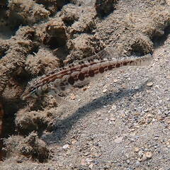 Parapercis australis