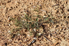 Calotis xanthosioidea