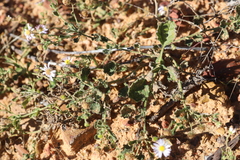 Calotis xanthosioidea