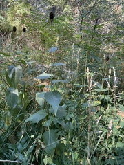 Rudbeckia occidentalis
