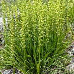 Platanthera sparsiflora