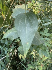 Rudbeckia occidentalis