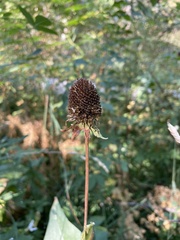 Rudbeckia occidentalis