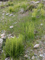 Platanthera sparsiflora