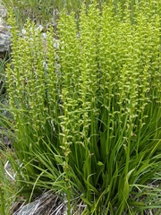 Platanthera sparsiflora