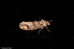 Lysiphragma epixyla