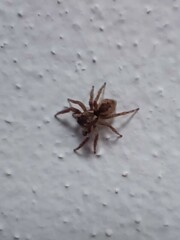 Mexigonus