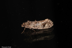 Lysiphragma epixyla