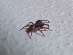 Mexigonus