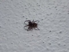 Mexigonus