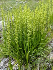 Platanthera sparsiflora