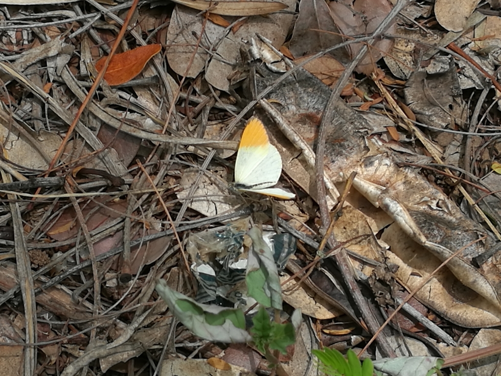 Desert Orange Tip