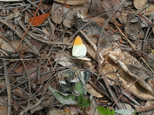 Desert Orange Tip