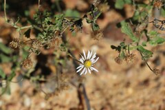 Calotis xanthosioidea