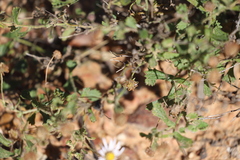 Calotis xanthosioidea