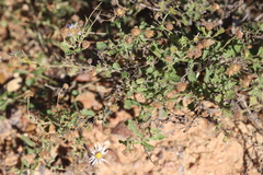 Calotis xanthosioidea
