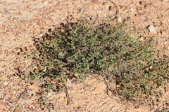 Calotis xanthosioidea