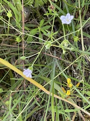Geranium solanderi