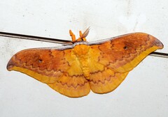 Syntherata