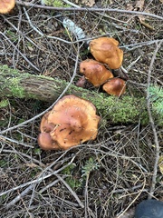 Paralepista flaccida