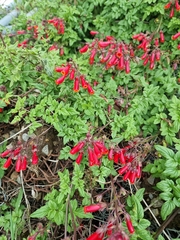 Eccremocarpus scaber