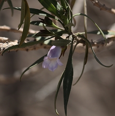 Eremophila freelingii