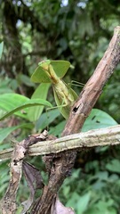 Choeradodis rhombicollis