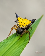 Macracantha hasselti