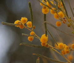 Acacia ligulata