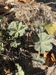 Malva neglecta