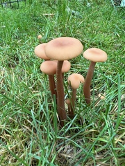 Laccaria bicolor