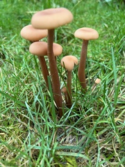 Laccaria bicolor