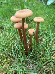 Laccaria bicolor
