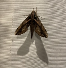 Xylophanes ceratomioides