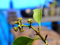 Coelospermum paniculatum